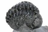 Curled Phacopid (Adrisiops) Trilobite - Jbel Oudriss, Morocco #222455-2